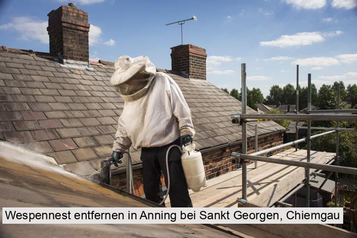 Wespennest entfernen in Anning bei Sankt Georgen, Chiemgau